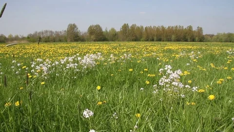 Field of dandelions in The Netherlands Stock Footage 74933969