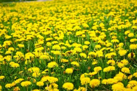 Field of dandelions Stock Photos