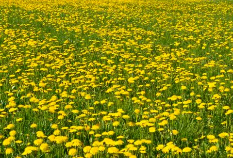 Field of dandelions Stock Photos