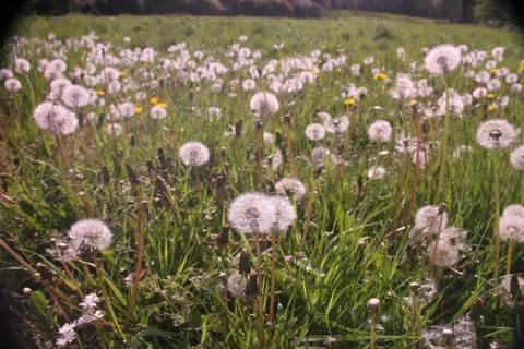 Field of dandelions Stock Photos