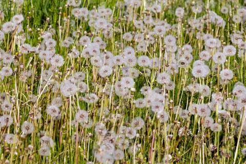 Field of dandelions Stock Photos