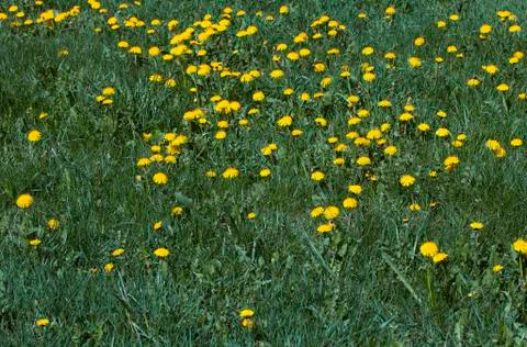Field of dandelions Stock Photos