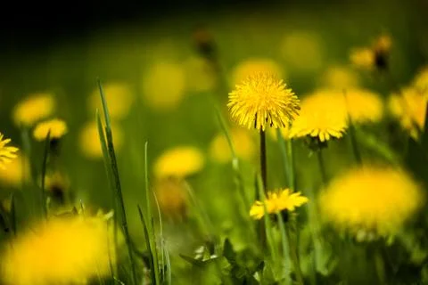 Field of dandelions 写真素材