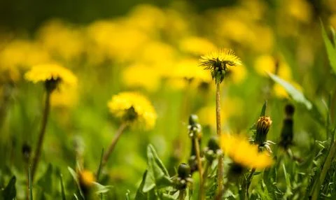 Field of dandelions Stockfoto's