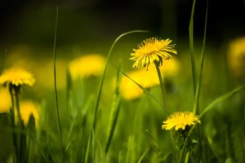 Field of dandelions Photos