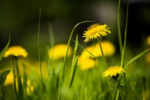 Field of dandelions 库存照片
