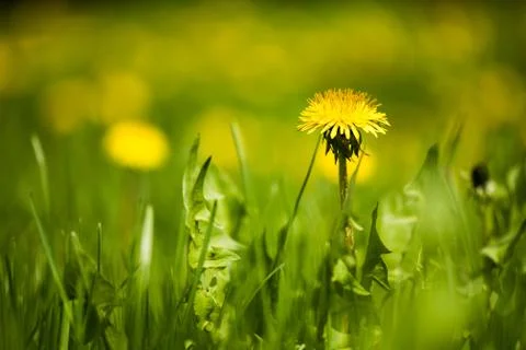 Field of dandelions Фото