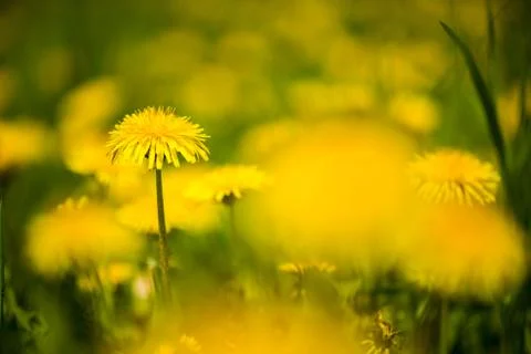 Field of dandelions Stockfoto's