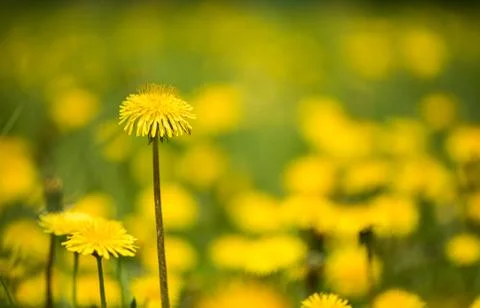 Field of dandelions Photos