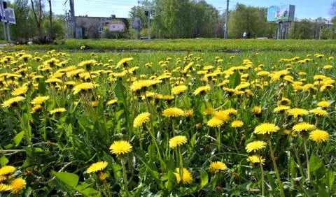 The field of dandelions Stock Photos