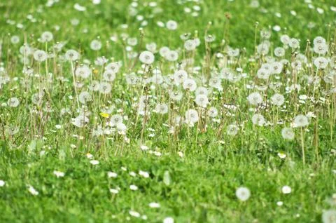 Field with Dandelions Stock-Fotos