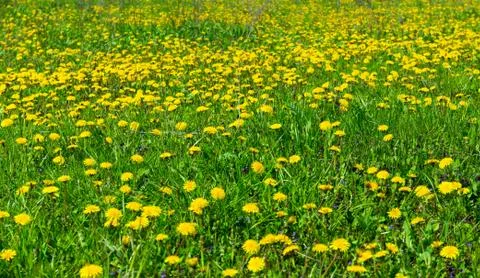 Field of dandelions Stock-Fotos