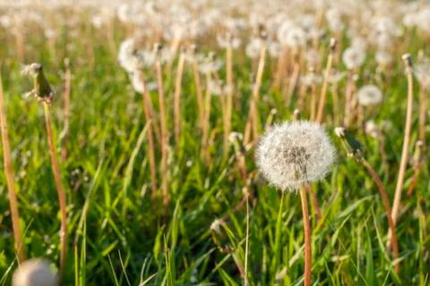 Field of dandelions Stock Photos