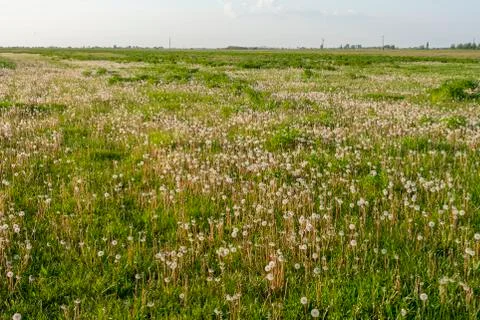 Field of dandelions Foto stock