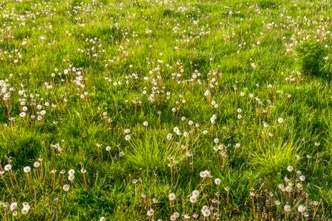 Field of dandelions Stock Photos
