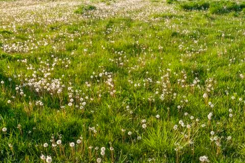 Field of dandelions 스톡 사진