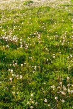 Field of dandelions Stock Photos