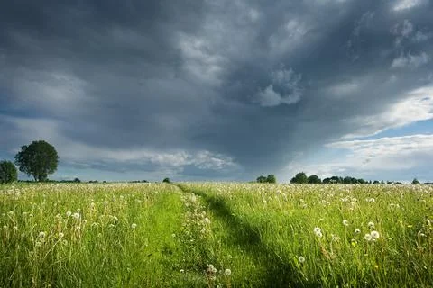 Field with dandelions Stock Photos