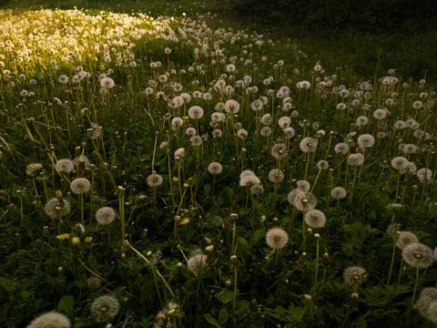 Field of dandelions 写真素材