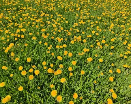 Field of dandelions Stock Photos