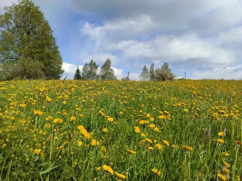 Field of dandelions Stock Photos