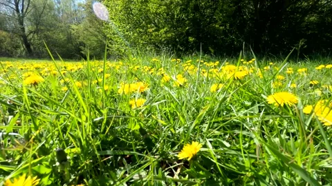 A field of dandelions in springtime Stock Footage 152974404
