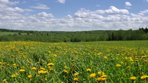 Field of dandelions on summertime 스톡 동영상 158455433