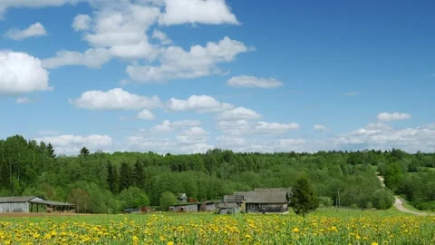 Field of dandelions on summertime 스톡 동영상 158932757