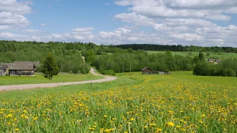 Field of dandelions on summertime 스톡 동영상 158933018