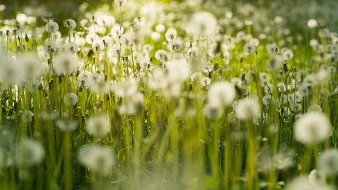 Field of Dandelions at Sunset Stock Footage 76189602