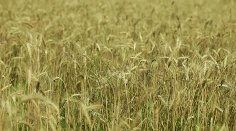  A field of dark yellow wheat Stock Footage 53064493