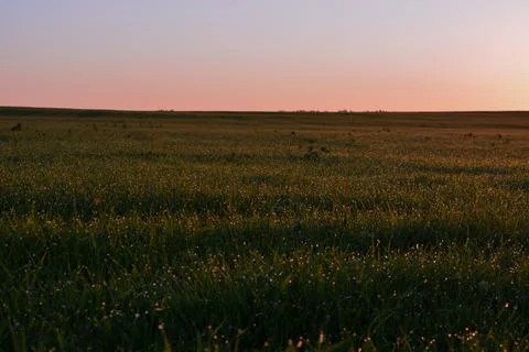 Field at dawn Fotos Stock