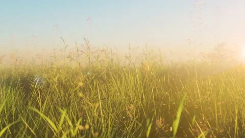 Field Day Close 動画素材 186184701