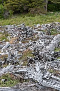 A field of dead trees with a few large ones Stock Photos