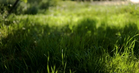 Field of deep green grass background wheat on wind slow motion Stock Footage 252641836