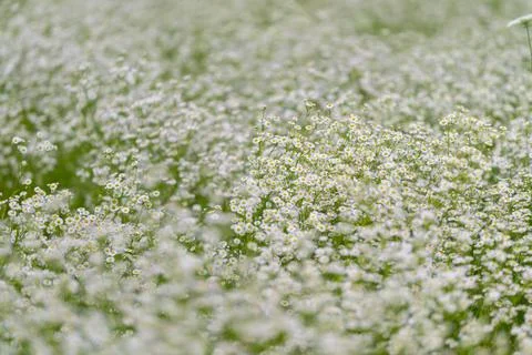 Field of delicate white flowers dancing in the gentle breeze during a sunny.. Stock Photos