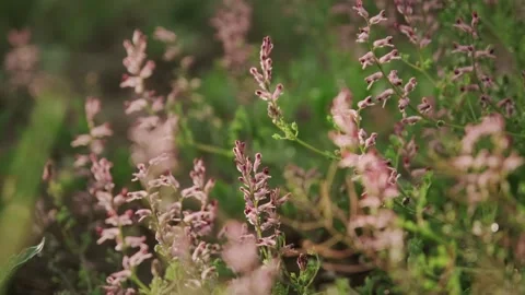 A field of delicate wildflowers captured handheld during golden hour Video stock 318550768