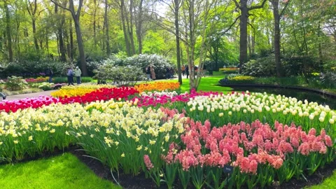 Field of different coloured flowers Stock Footage 313558926