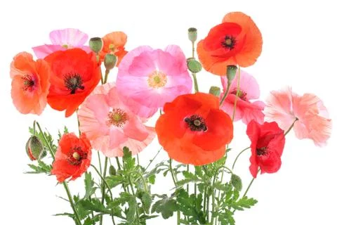 Field with different corn poppies Stock Photos
