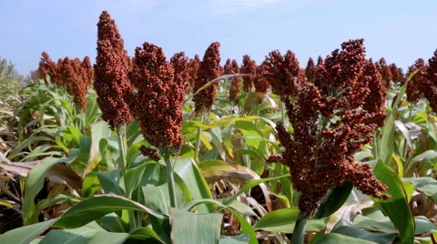 Field of different hybrids of sorghum 스톡 동영상 56942089