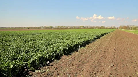 A Field With Different Varieties Of Soybeans. A Farm Plot With Soybeans In The Stock Footage 240810649