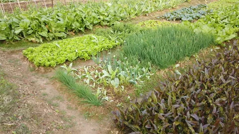 Field with different vegetables Stock Footage 100629117