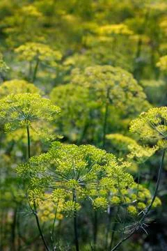 Field dill close-up Stock Photos