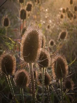 Field of Dipsacus Fullonum in Warm Evening Light Fotos Stock