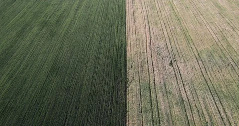 Field divided in half into two parts. separating vast green wheat and potato  스톡 동영상 221939150