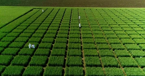 The field is divided into squares for the study of plants, the agronomists are Stock Footage 76793260