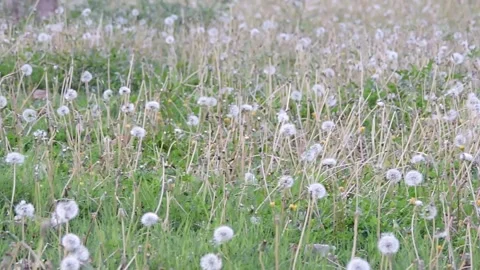 A field dominated by dandelion seed heads Stock Footage 334115058