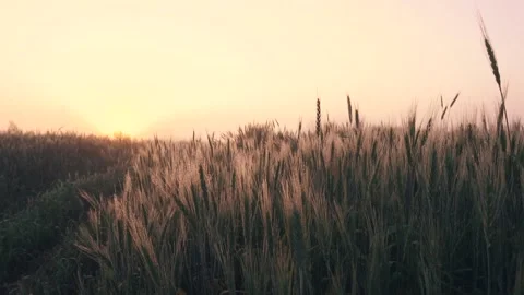 Field dotted with spikelets of wheat in summer, at dawn in the fog. Slow motion Stock Footage 140453583