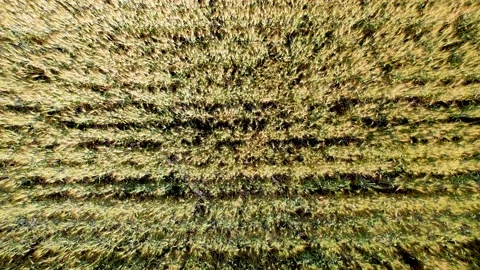 FIELD DOWN 4k 29fps STKDONE Video stock 237031016