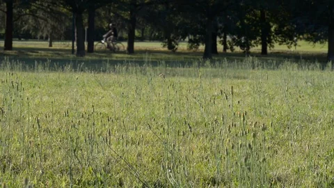 A field with dragonfly with people on the bottom doing physical activity Stock Footage 112777466